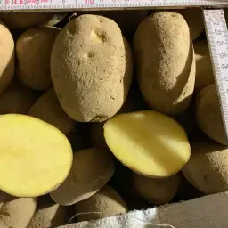 Buy Yellow Potatoes, Rough Grade | Size 50+