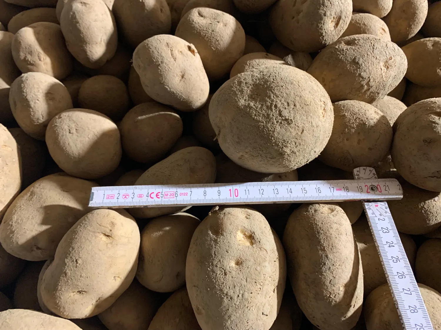 Buy Yellow Potatoes, Rough Grade | Size 50+