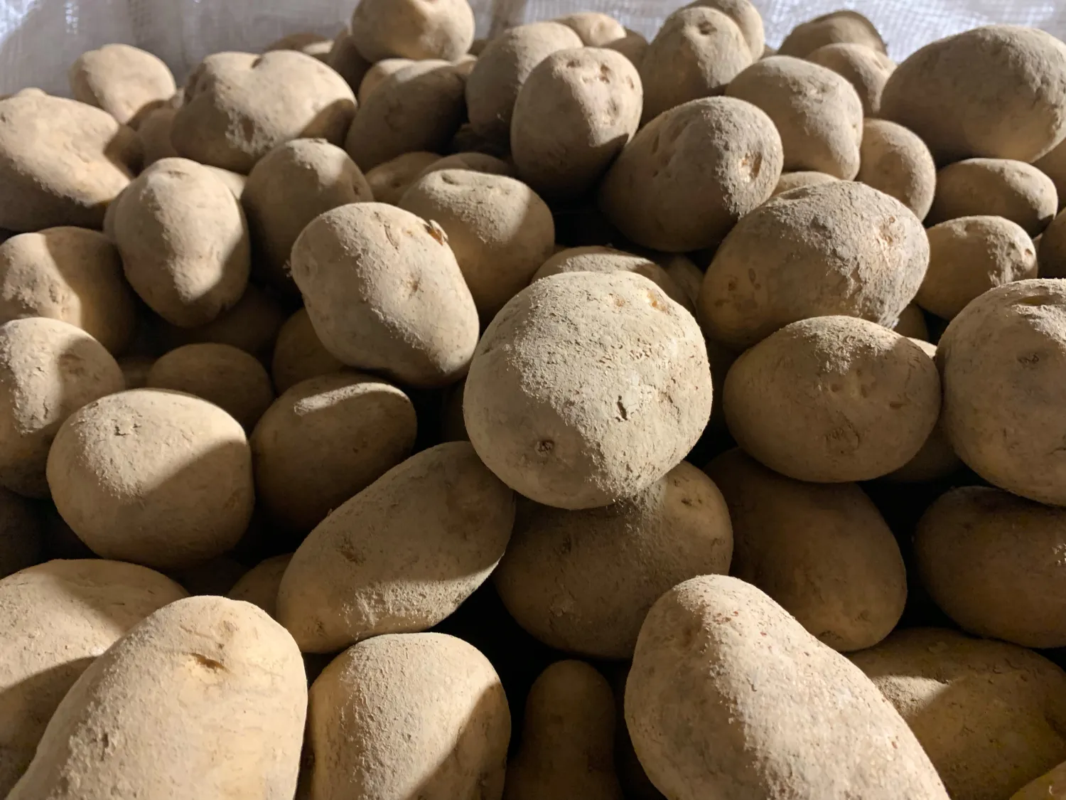 Buy Yellow Potatoes, Rough Grade | Size 50+