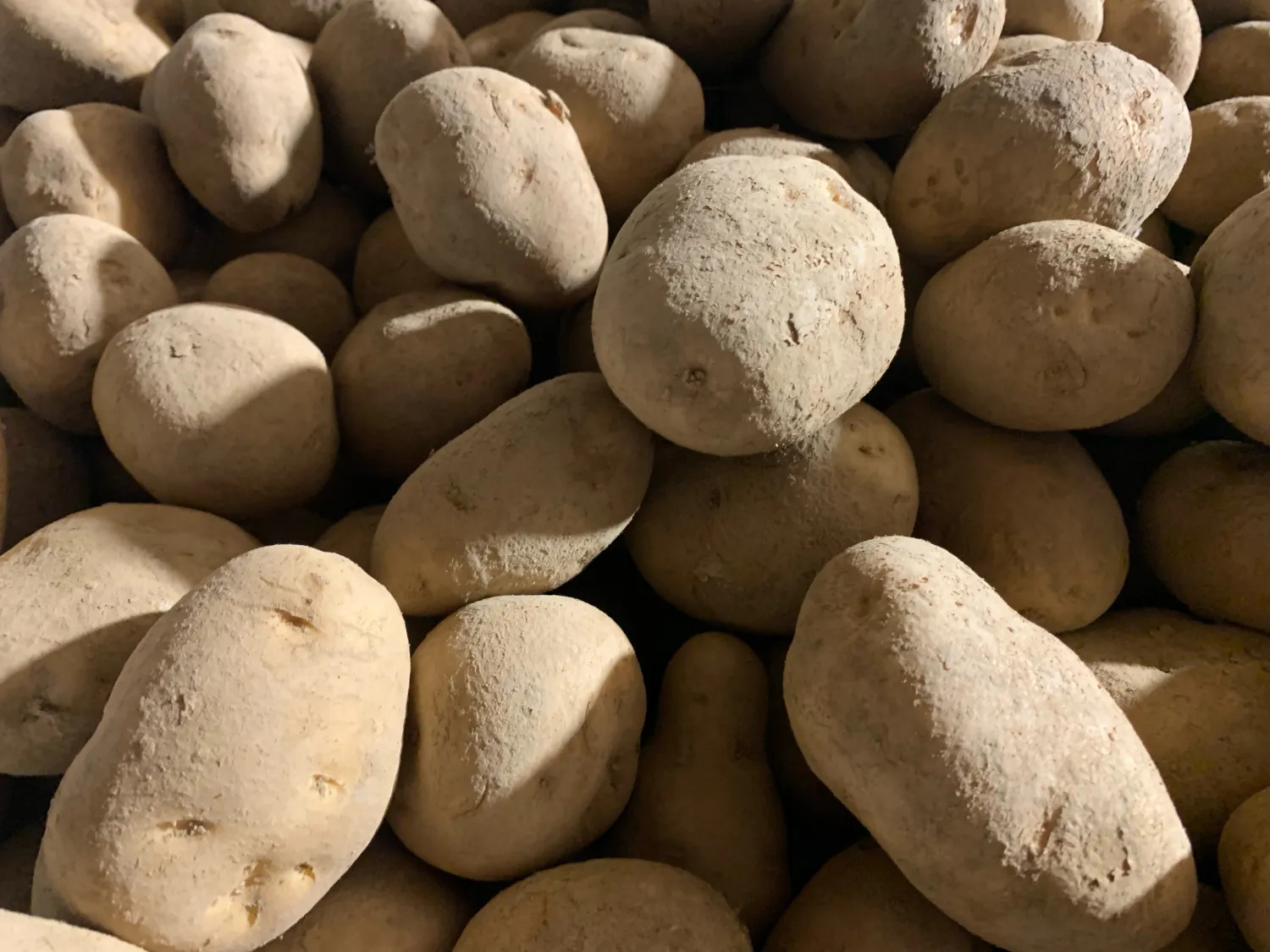 Buy Yellow Potatoes, Rough Grade | Size 50+