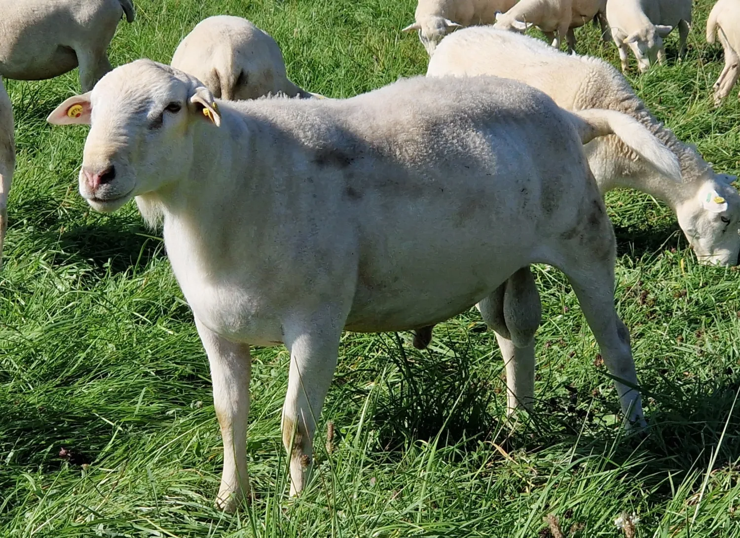Nolana Schafe mit Spitzengenetik für Züchter