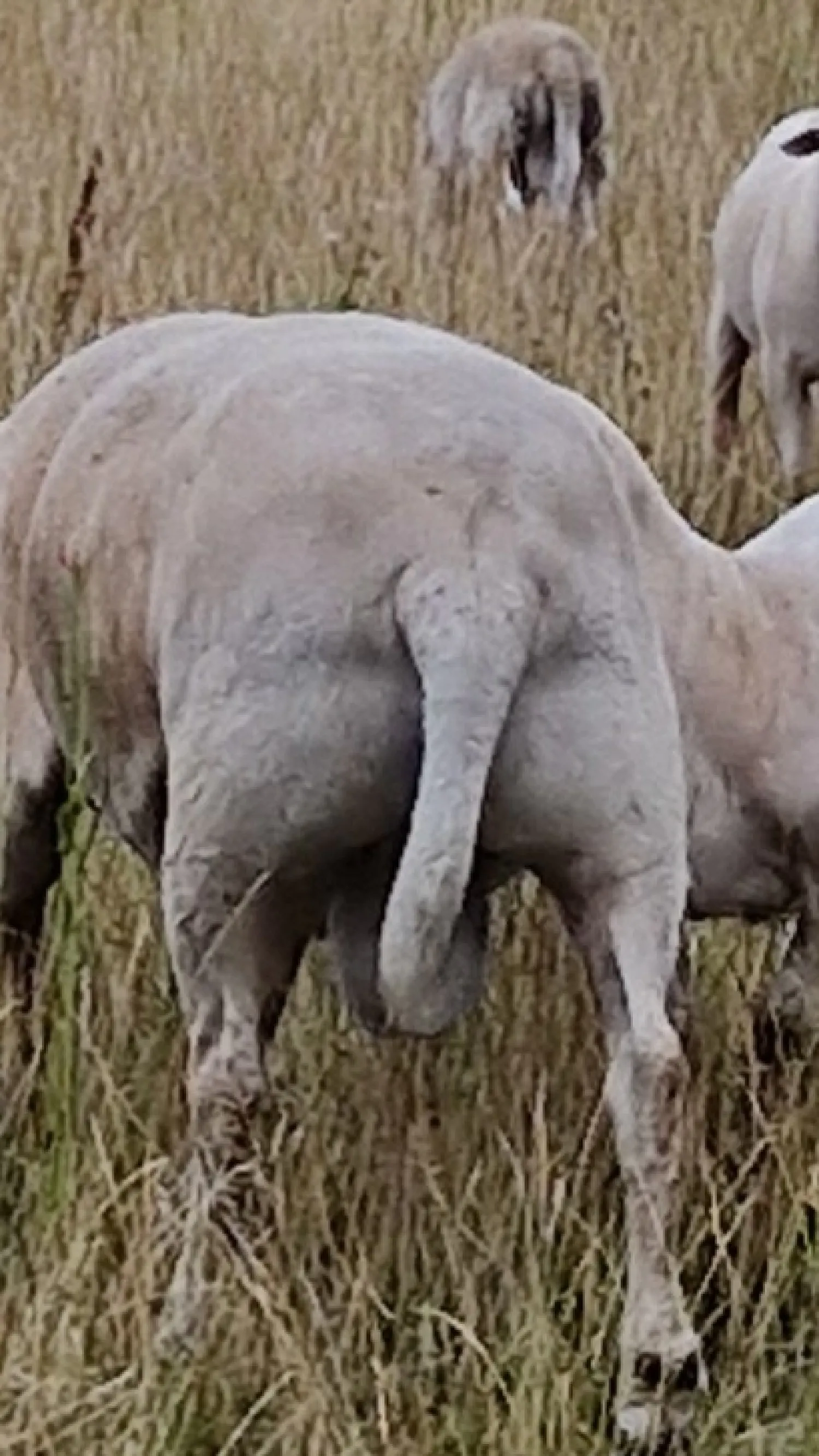 Nolana Schafe mit Spitzengenetik für Züchter