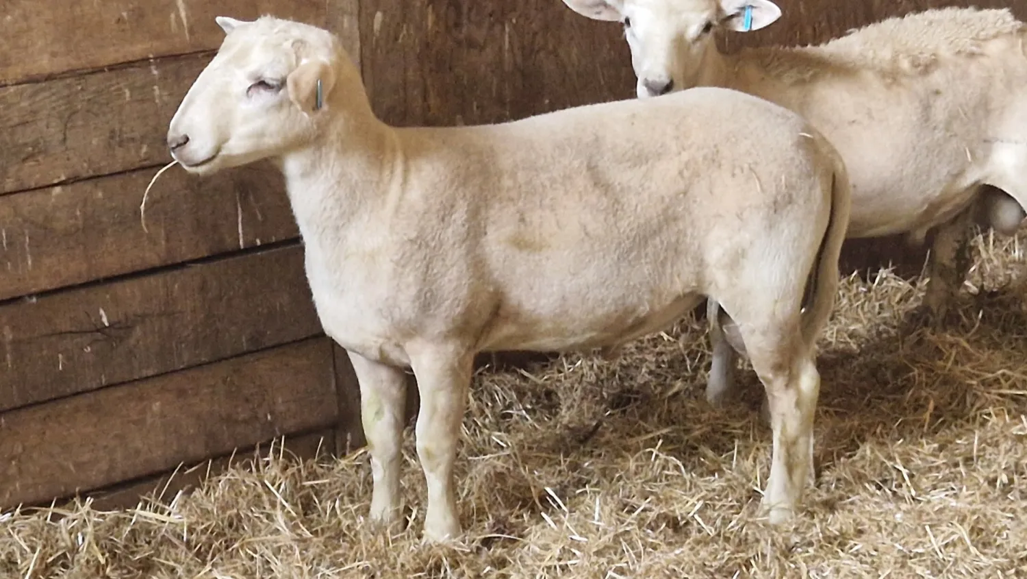 Nolana Schafe mit Spitzengenetik für Züchter