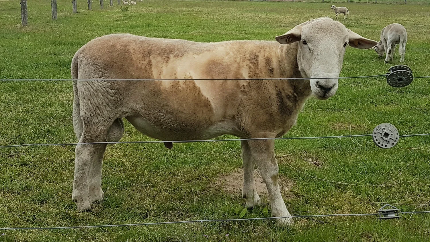 Nolana Schafe mit Spitzengenetik für Züchter