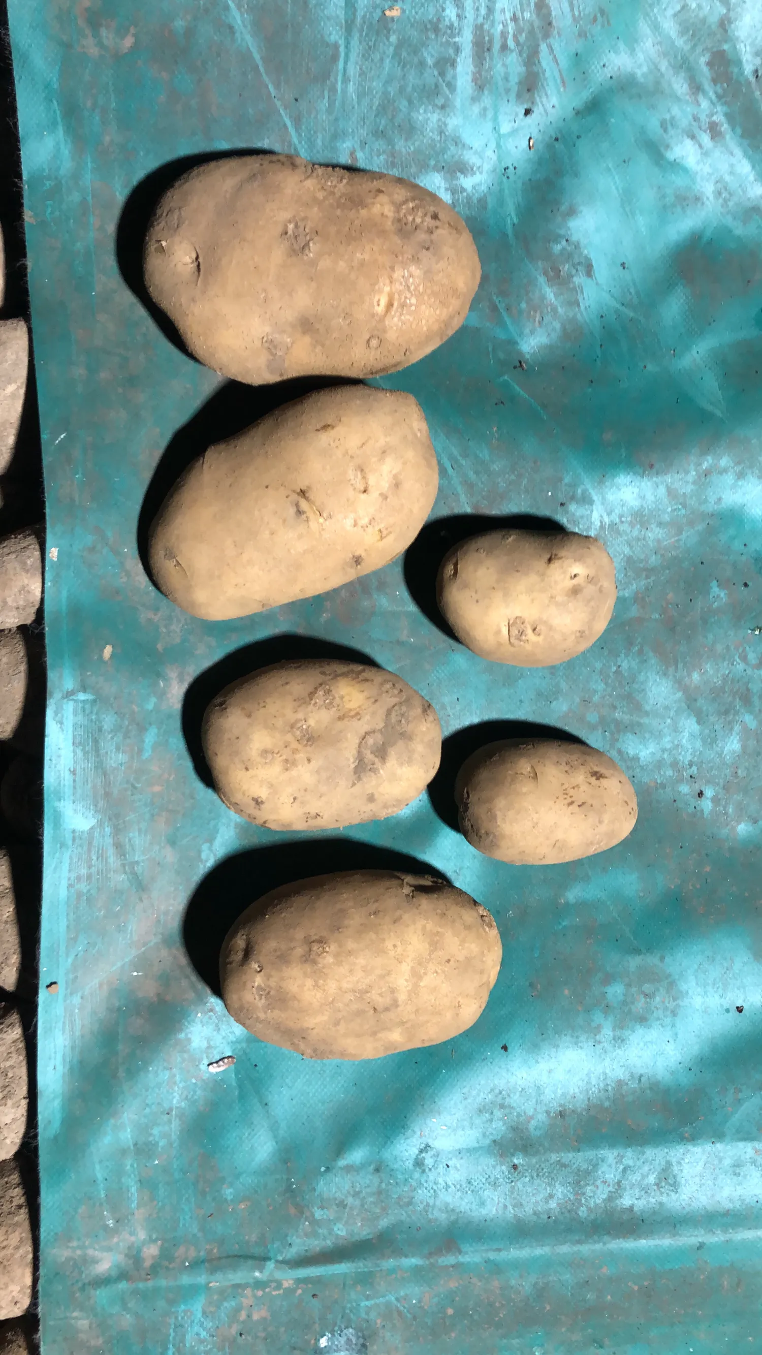 Agria Potatoes For Sale - 120 Tons Available