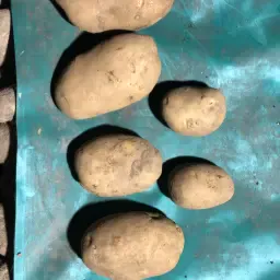 Agria Potatoes For Sale - 120 Tons Available