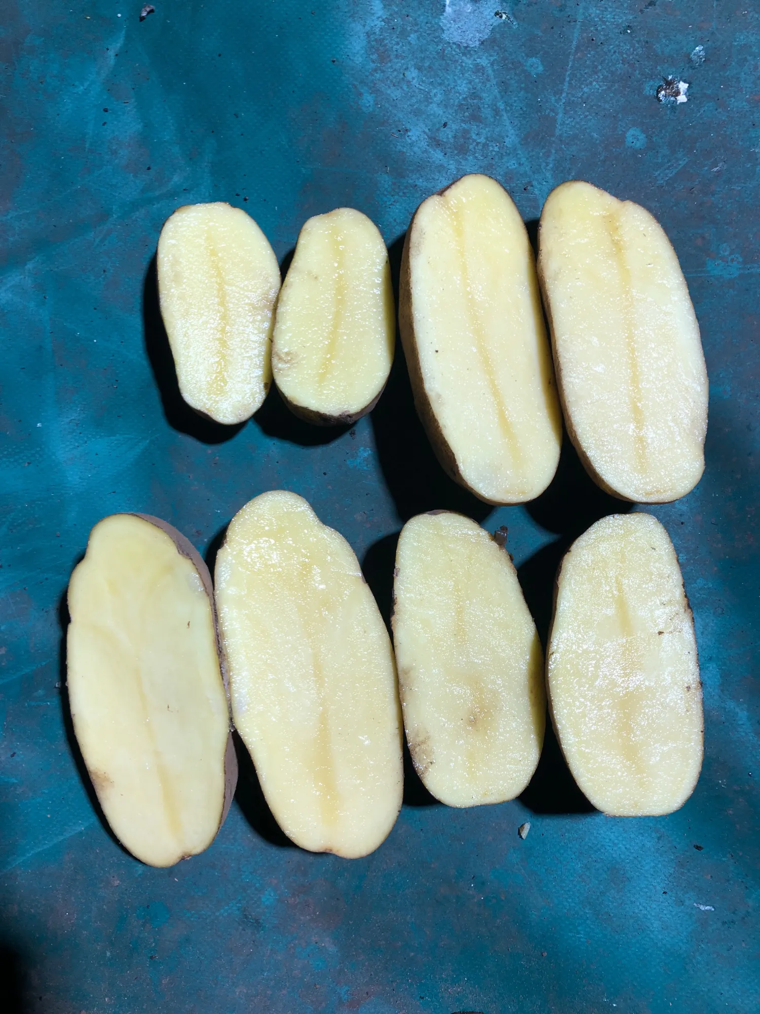 Agria Potatoes For Sale - 120 Tons Available