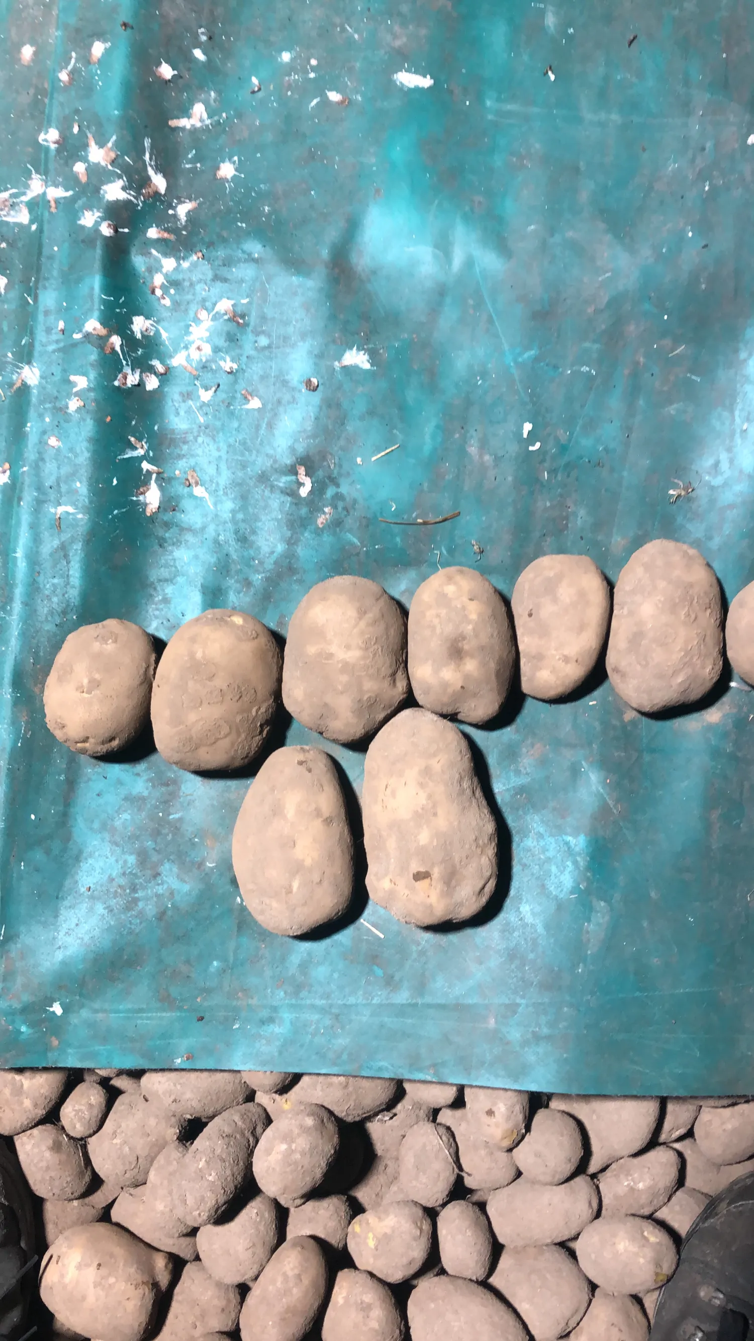 Agria Potatoes For Sale - 120 Tons Available