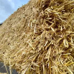 Paie de vânzare: Paie de grâu, secară și orz de calitate
