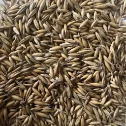 Βιολογική βρώμη (Karl) υποβαθμισμένη, 40 τόνοι προς πώληση