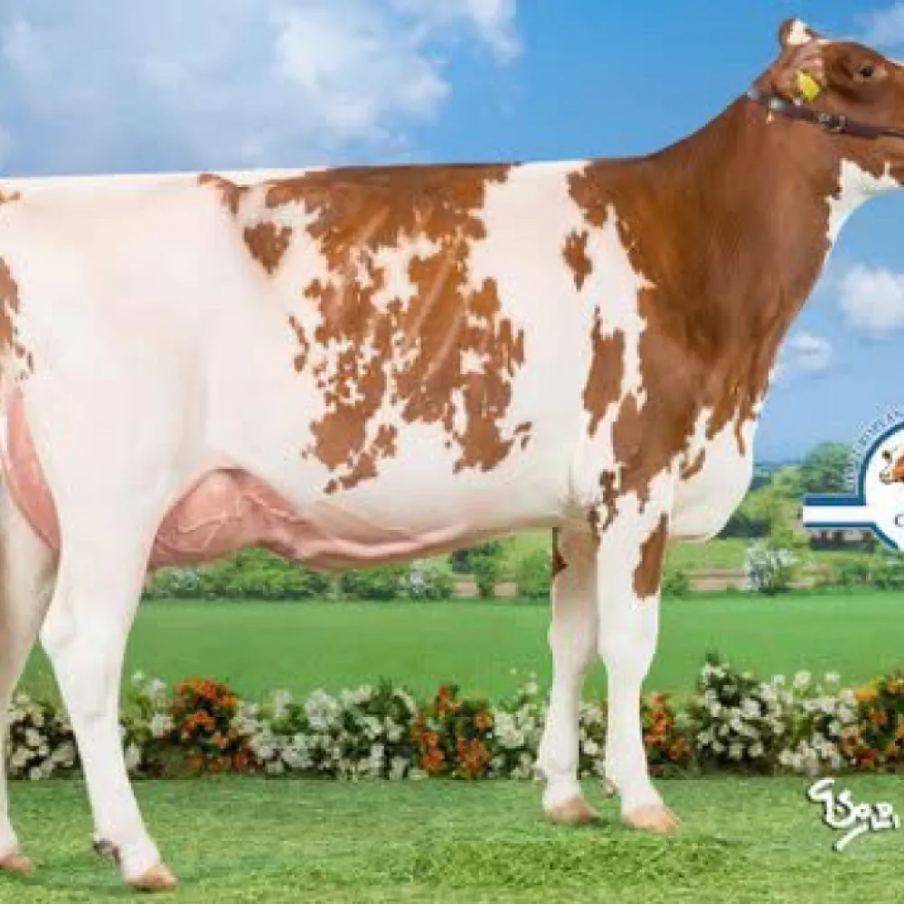 Mts melkveebedrijf Eggerink