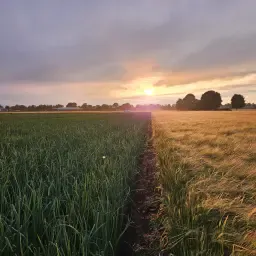 Poszukiwane grunty rolne pod uprawę ziemniaków/cebuli, Hoogersmilde