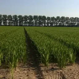 Poszukiwane grunty: Uprawa mieczyków, Noordoostpolder