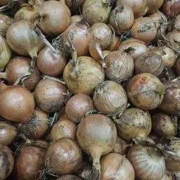 Organic Yellow Onions (Restora) – 67 Cases