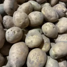 Jaerla Картофи 55/65 PB2 & PB3 - 12 500 кг налични