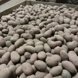 Купете картофи Cereza & Bartina 55+ | Високо качество