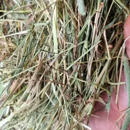 Hooi eerste snede topkwaliteit 2025 - Grote balen