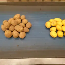 Große Menge Madeira Speisekartoffeln, 700 Tonnen