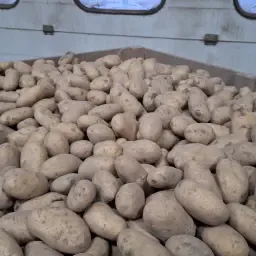Spunta A Kartoffeln - 33,5 Tonnen verfügbar