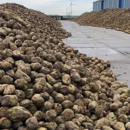 Zuckerrüben zu verkaufen - 200 Tonnen direkt vom Feld