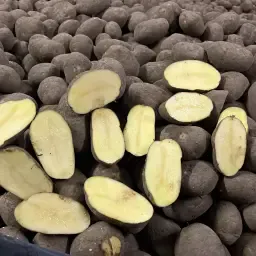 Fontane Kartoffeln: 400 Tonnen gelagert & behandelt