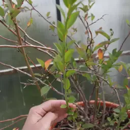 Blauwe bessen planten te koop - 2000 stuks