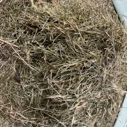 Alpacas de ensilaje a la venta: ideal para caballos, cerca de Emden