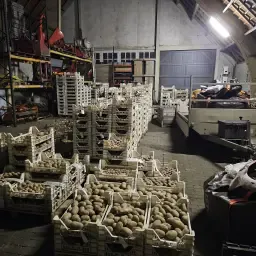 Producteurs de plants de pommes de terre recherchés: Diverses variétés & résistance