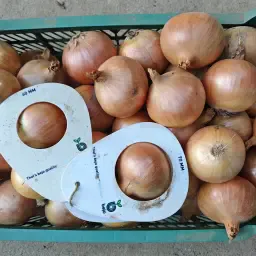 Cebollas amarillas a la venta en varios tamaños y tipos