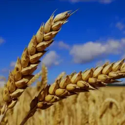 Winter Wheat Harvest 2025, 250 Tons For Sale
