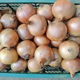 Gele uien te koop - Verschillende sorteringen beschikbaar