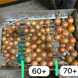 Жълт лук за продажба - Приблизително 800 тона на разположение