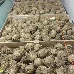 Hochwertiger Knollensellerie zu verkaufen