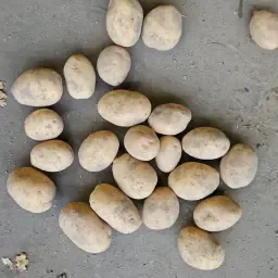 Pommes de terre Agria à vendre | Différentes classes & tailles