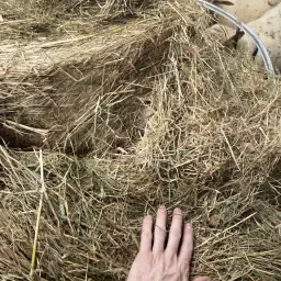 Voordelige kuilvoer ronde balen (2e keus) | Brokstedt