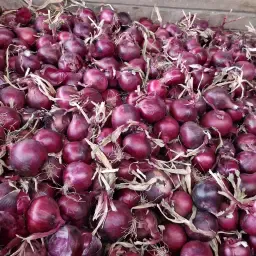 30 тона червен лук, отлично качество