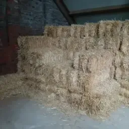 Barley Straw for Sale - Small, High-Quality Bales