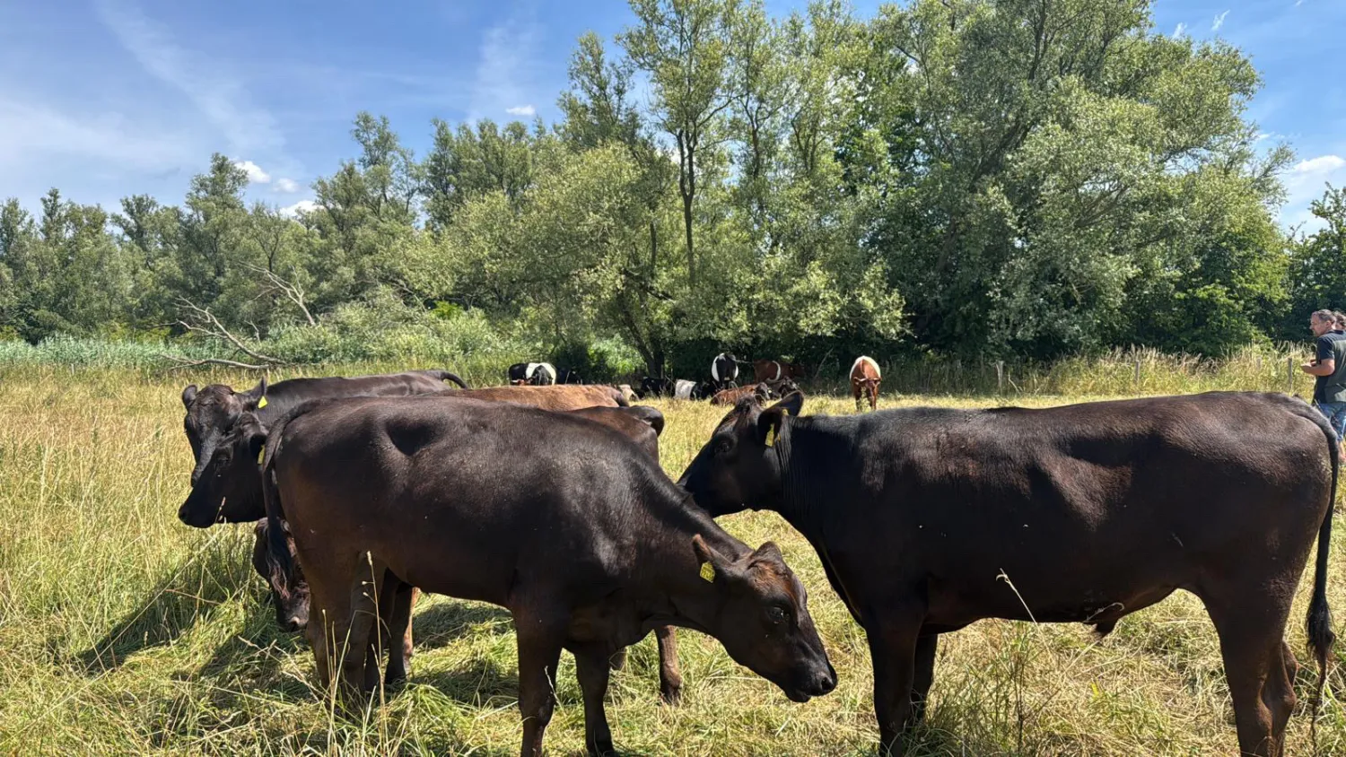 Runderen gezocht: Angus, Wagyu, Hereford | Directe afname
