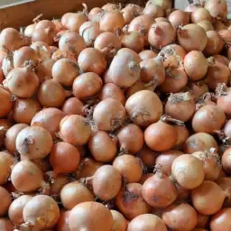 Купете Червен и Жълт Лук | Сортиран по Размер и Клас