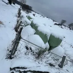 Тюки силосу на продаж - Підходить для біогазу