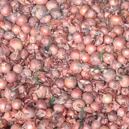 Купете лук на едро, несортиран