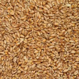 Forage Wheat For Sale: 500 t, 78 Hl, 14% Protein