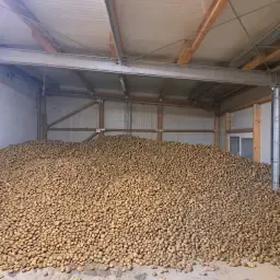 Cartofi Belana: Cumpărați vrac sau ambalate