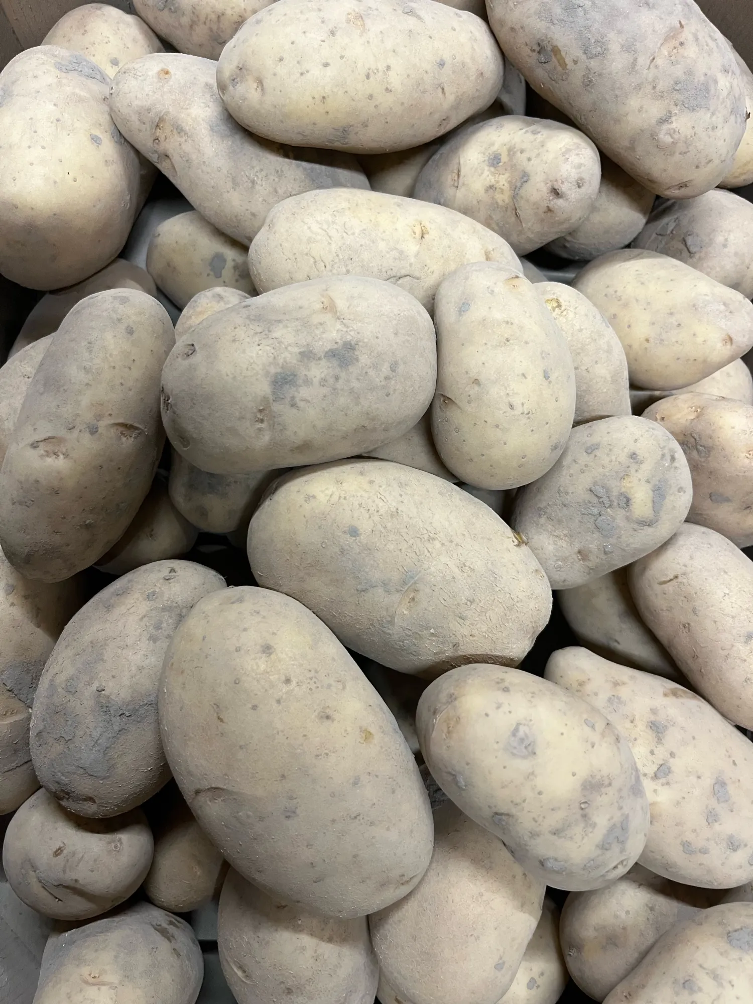 Spunta PB4 Pootaardappelen - Virusvrij & Geschikt voor Export