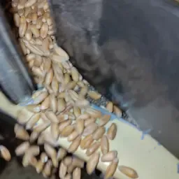 Buy Feed Barley & Oberkulmer Red Wheat