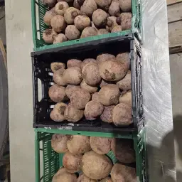 Rode bieten kopen: Vers, gekalibreerd & verwerkt