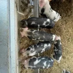 Bentheimer pattegrise (12 uger) fra strøelse til salg