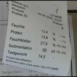 Bread Wheat for Sale: 120t, 12-14% Protein, Akteur/Moschus Variety