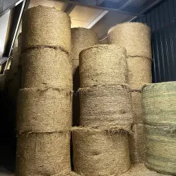 Tarwestro te koop - Oogst 2025, ronde balen