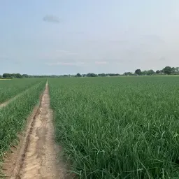 Landbouwgrond gezocht: Uien & Rode bieten – Regio Geldern